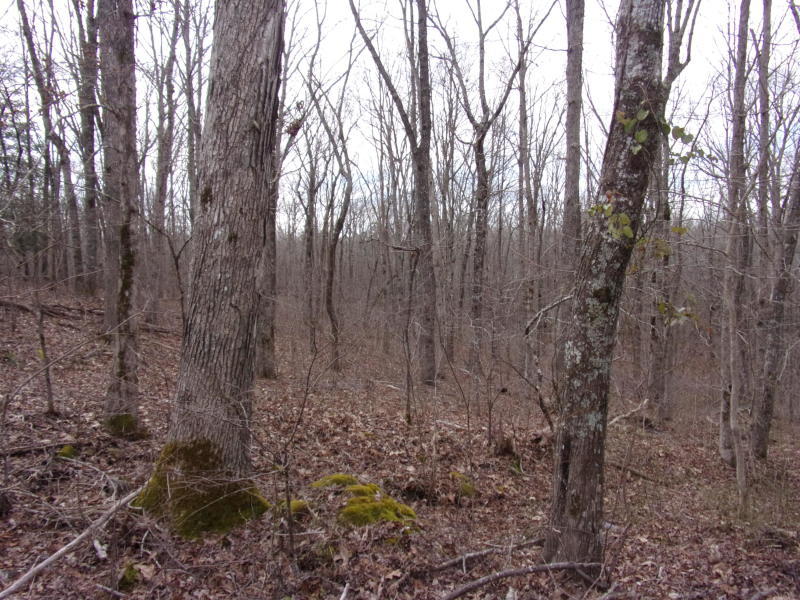 Barbee Cemetery Road Pikeville, TN 37367 - Photo 20 of 40 20190304213928804966000000-o