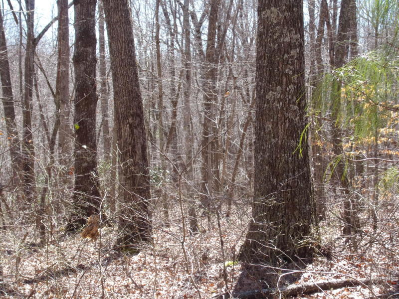 Barbee Cemetery Road Pikeville, TN 37367 - Photo 27 of 40 20190305201207379085000000-o