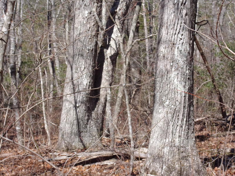 Barbee Cemetery Road Pikeville, TN 37367 - Photo 32 of 40 20190305201225618611000000-o