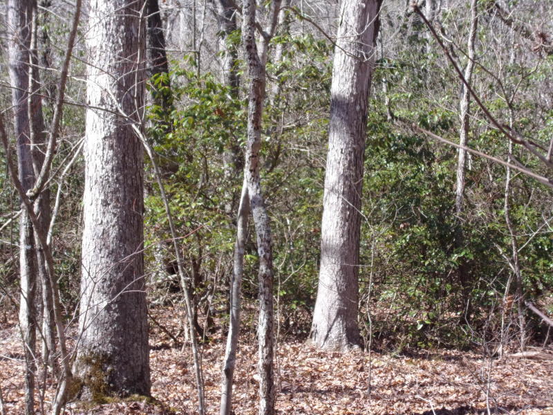 Barbee Cemetery Road Pikeville, TN 37367 - Photo 34 of 40 20190305201231768748000000-o