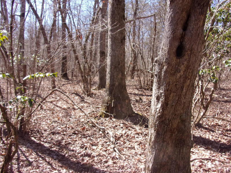 Barbee Cemetery Road Pikeville, TN 37367 - Photo 40 of 40 20190305201304912682000000-o