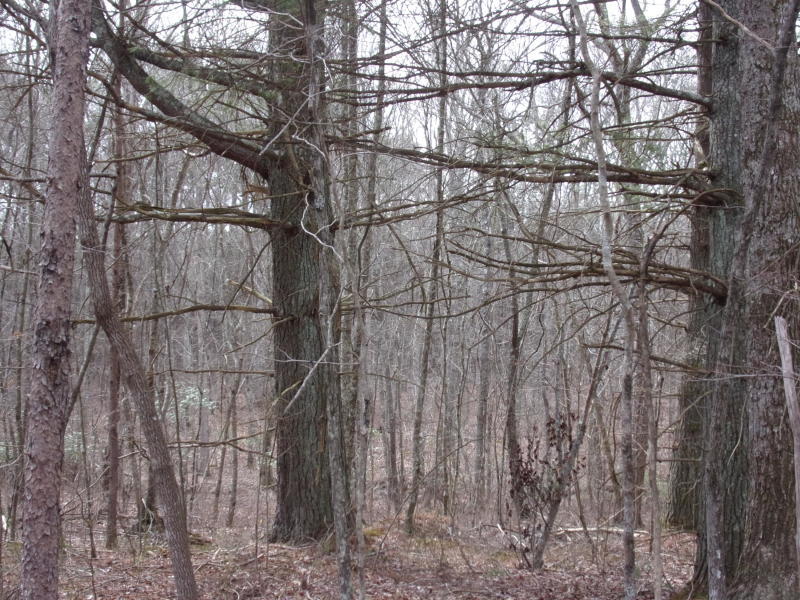 Barbee Cemetery Road Pikeville, TN 37367 - Photo 10 of 40 20190304213829686216000000-o