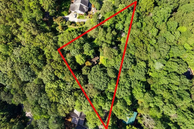 a close up of a tree