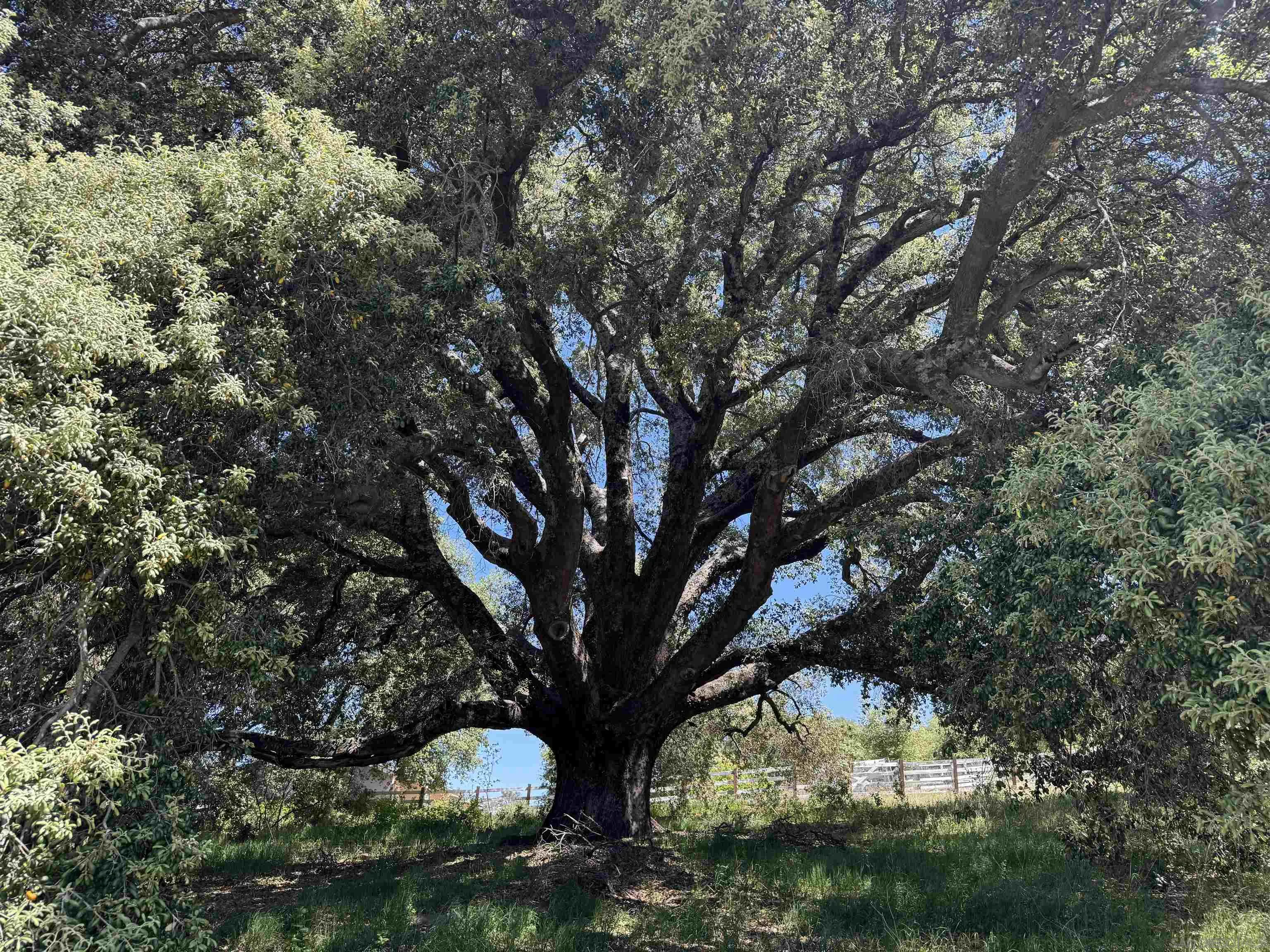 5750 Forest Meadow Road, Unit 1 Julian, CA 92036 - Photo 13 of 36 a view of a yard
