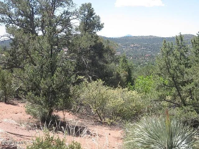 a view of a forest with a tree in the background