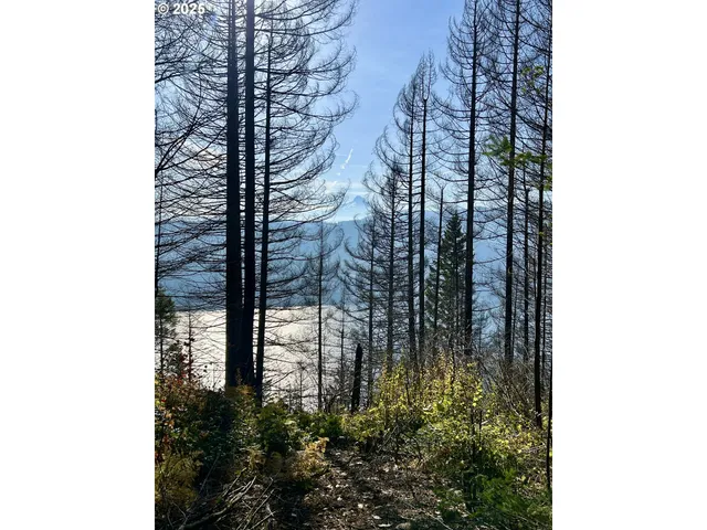 a close up of a tree in a forest