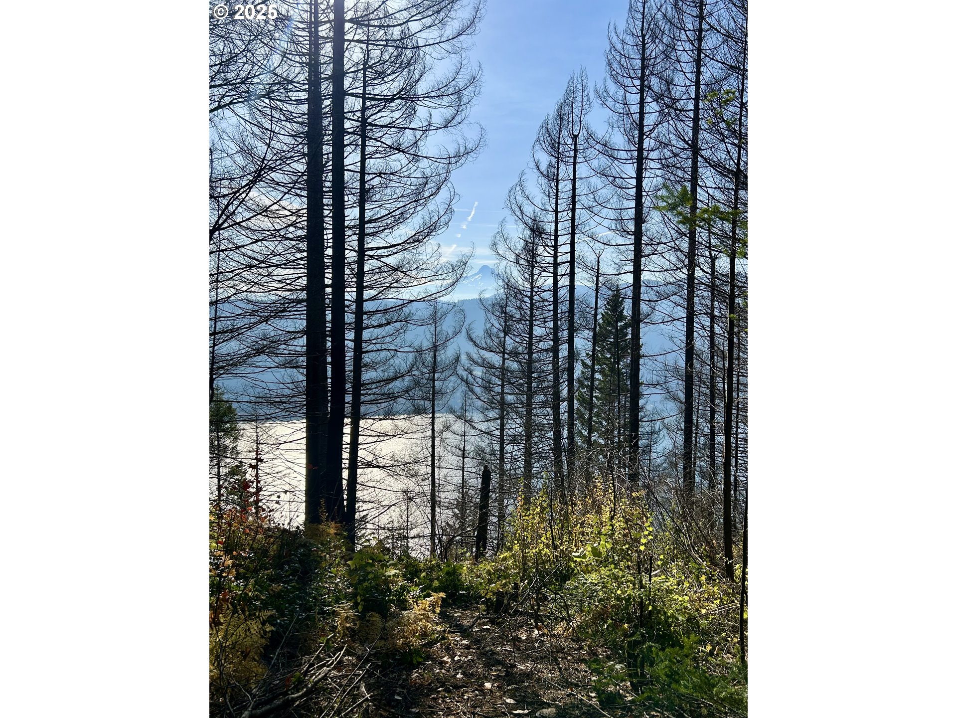 9562 Cook-Underwood Road Underwood, WA 98651 - Photo 2 of 15 a close up of a tree in a forest