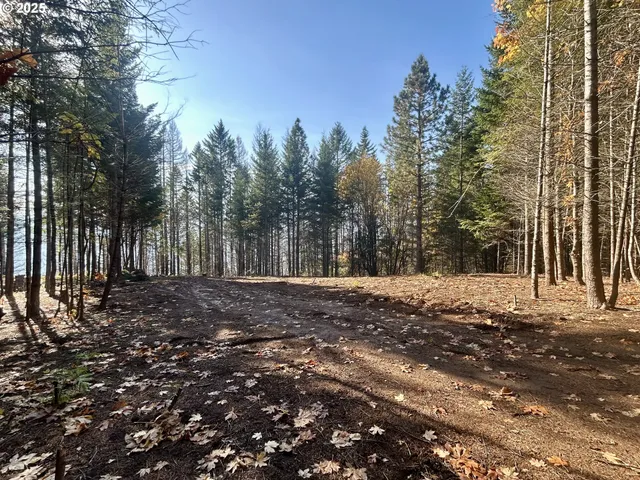 a view of a backyard with trees