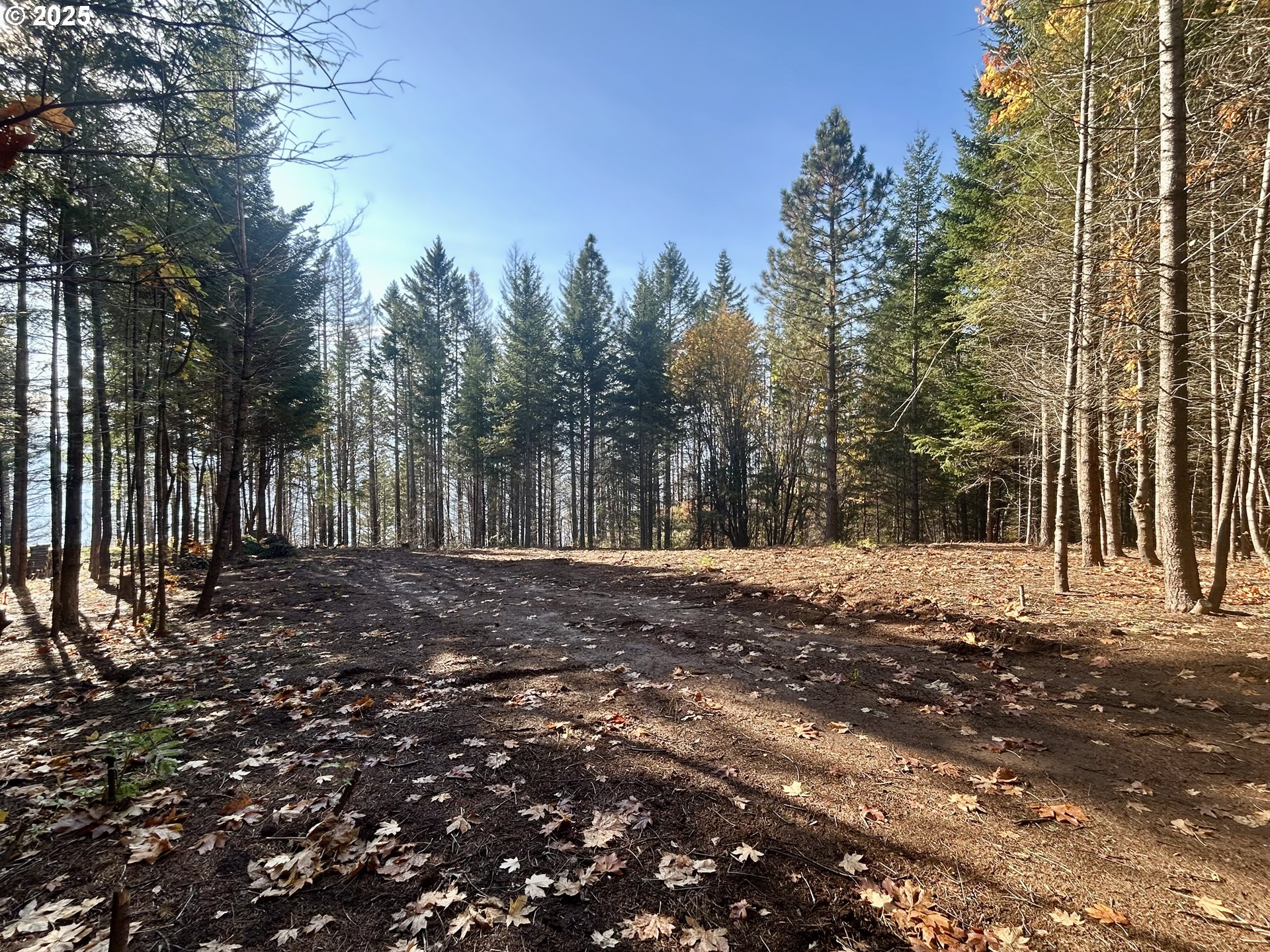 9562 Cook-Underwood Road Underwood, WA 98651 - Photo 6 of 15 a view of a backyard with trees