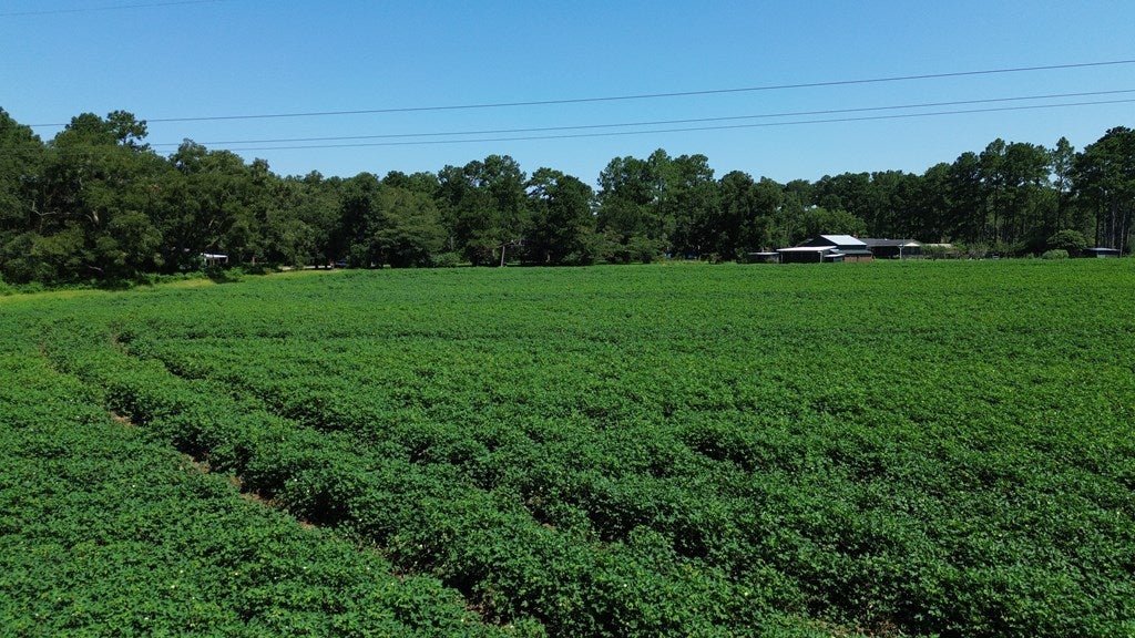 220 Dillon Road Thomasville, GA 31757 - Photo 8 of 56 Field