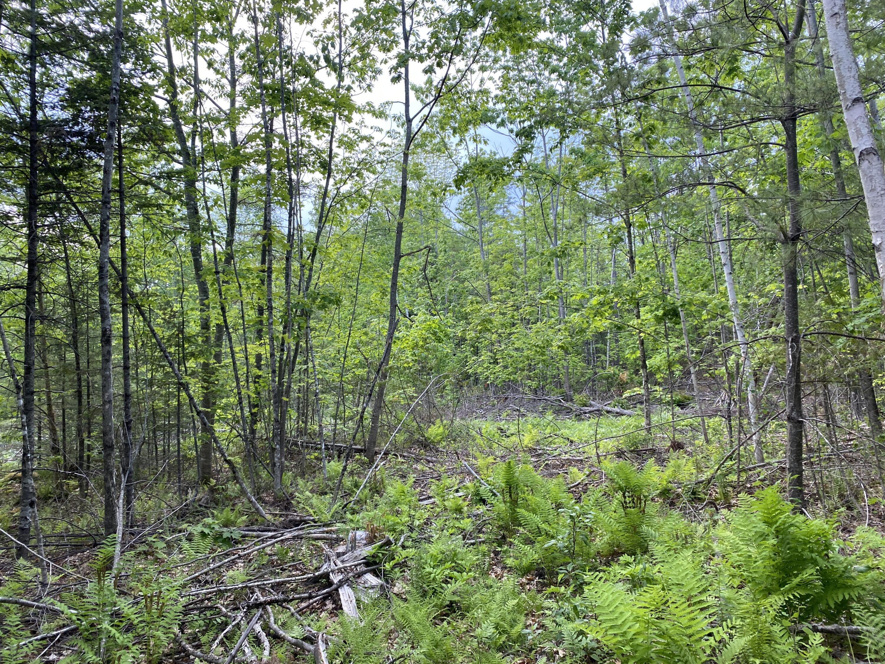 Lot A Dead Water Road Moscow, ME 04920 - Photo 4 of 8 IMG_1357