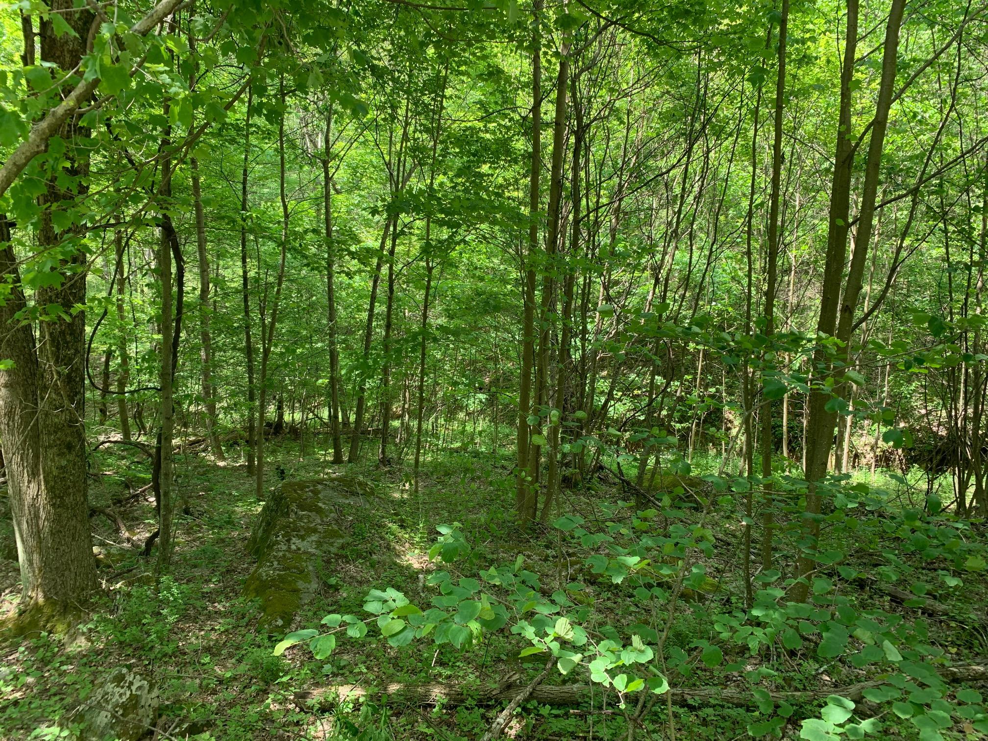 2445 Loudermilk Road Crawley, WV 24931 - Photo 14 of 20 Gallery Image 14