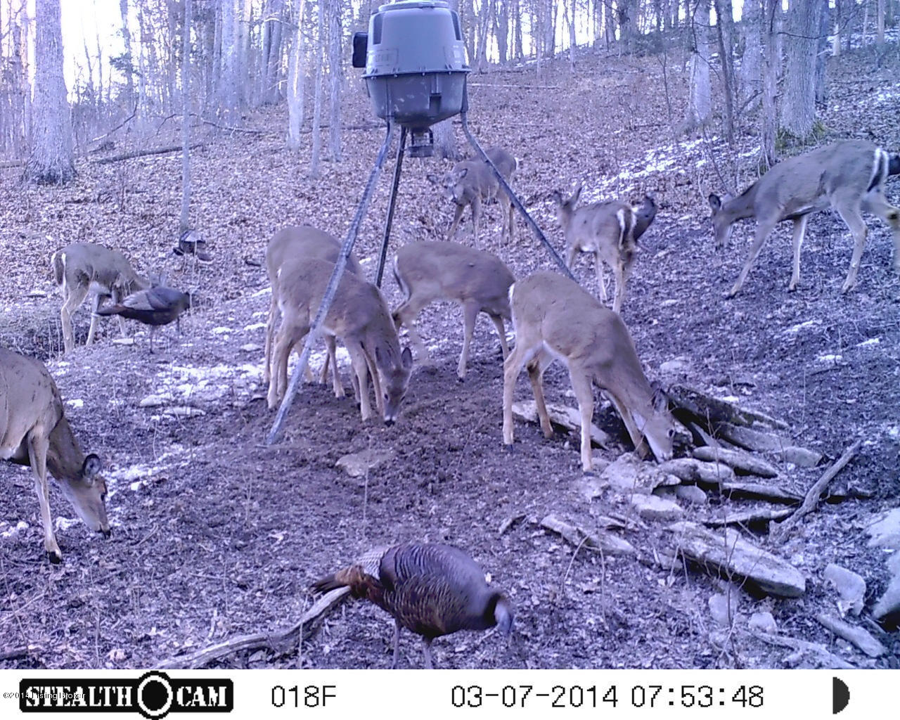 1001 James Ridge Road Pleasureville, KY 40057 - Photo 9 of 32 Turkey and Deer