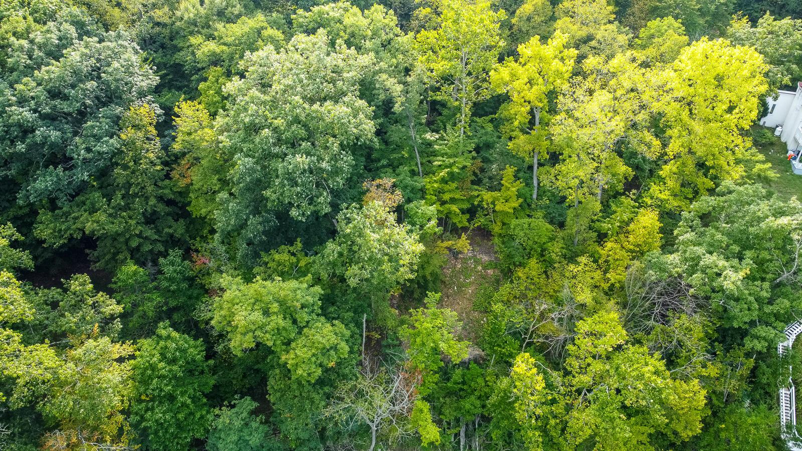 0 Wells Jones Road Waverly, OH 45690 - Photo 23 of 27 Lake White Property-21