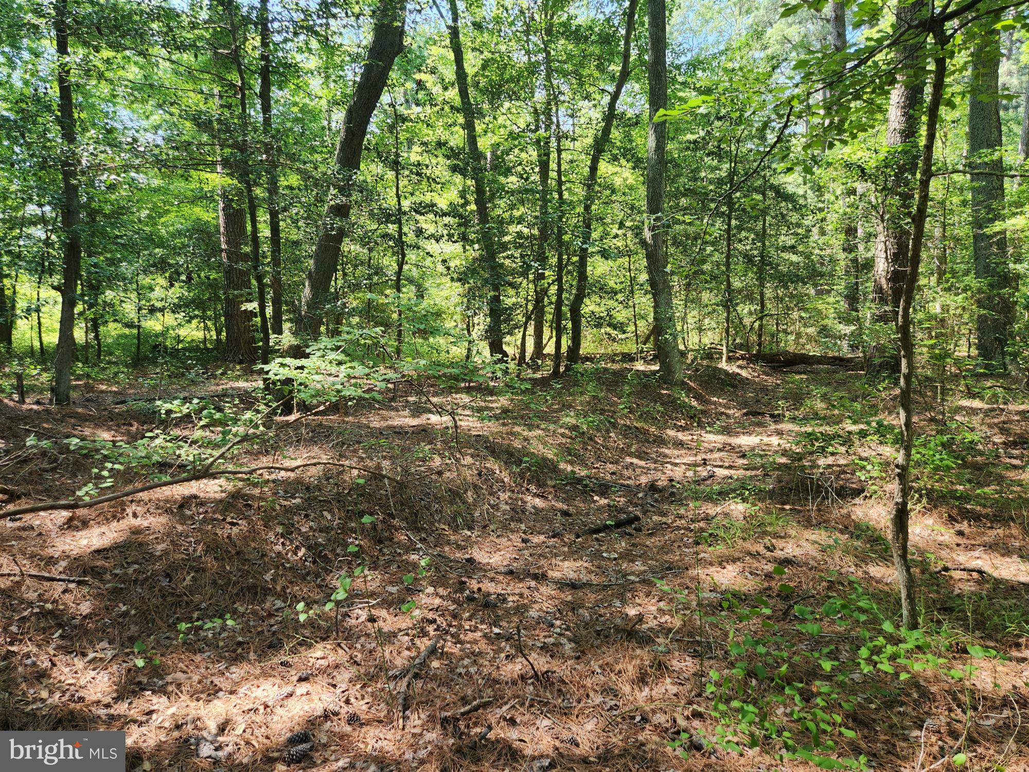 Point Lookout Road Scotland, MD 20687 - Photo 8 of 19 Berm partially delineates SW boundary