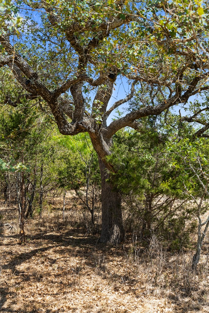 1631 Ranch Road 1631 Fredericksburg, TX 78624 - Photo 9 of 27