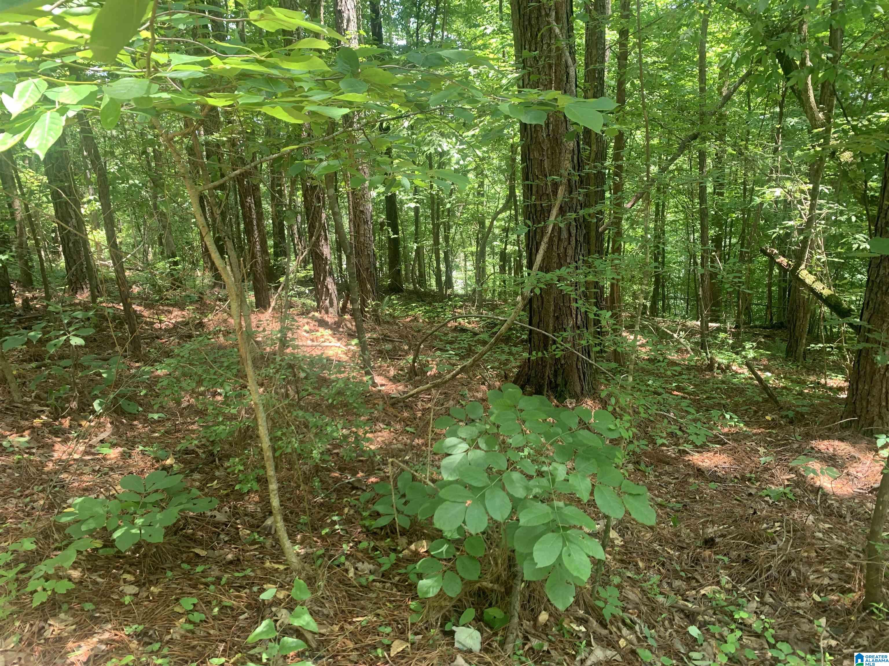 1161 Old Patton Ferry Road Adger, AL 35006 - Photo 39 of 46