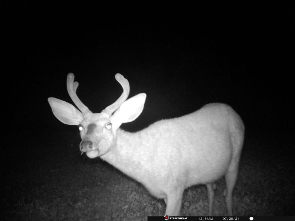 Tbd West Herrick Road Farwell, MI 48622 - Photo 6 of 7