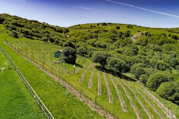 a view of a lush green hillside and a houses