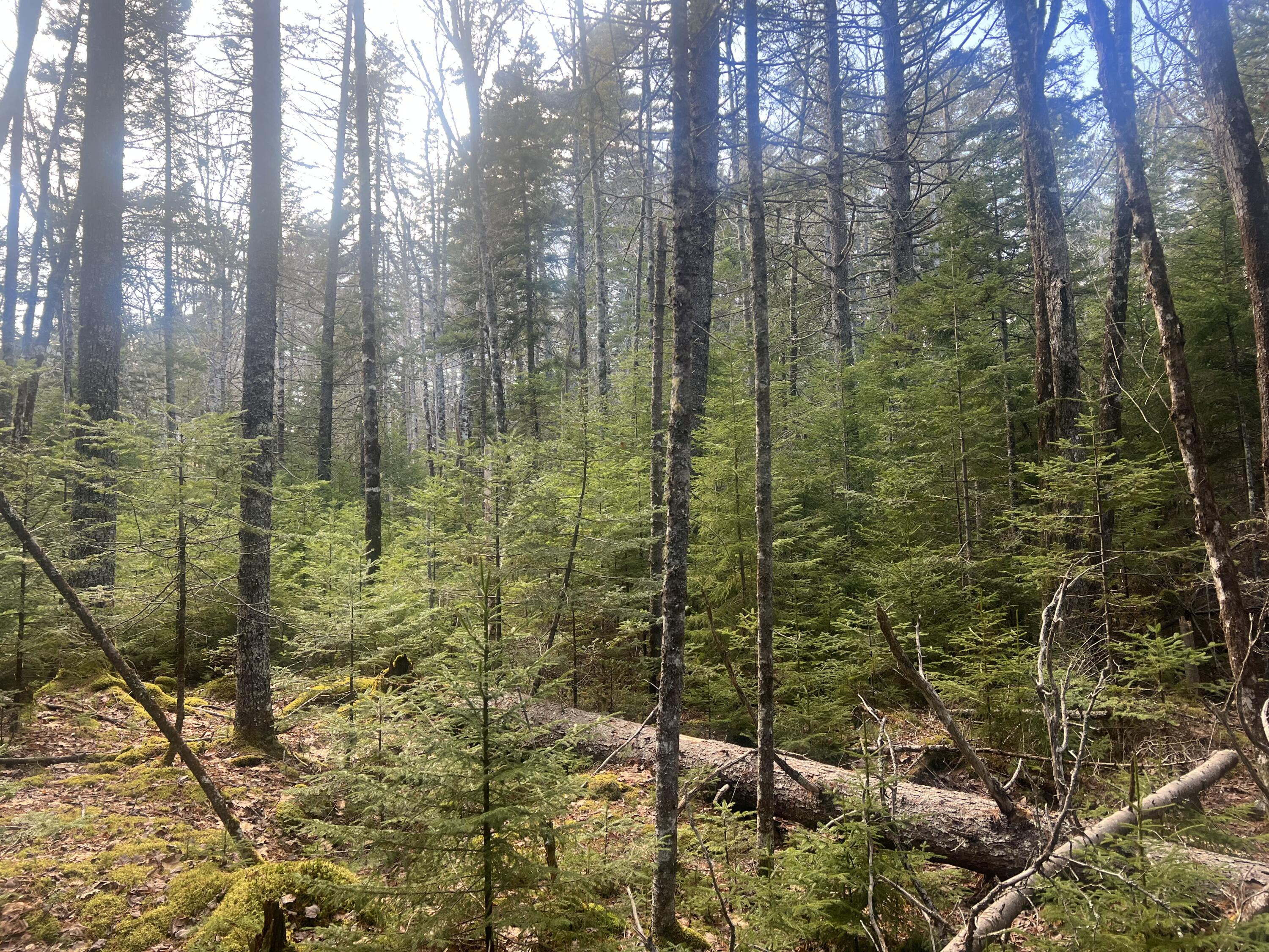 Map10-193 Main Street, Unit 4 Mount Desert, ME 04660 - Photo 8 of 9 IMG_5215