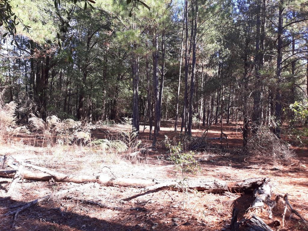 5 Cricket Tree Road Salley, SC 29137 - Photo 5 of 8