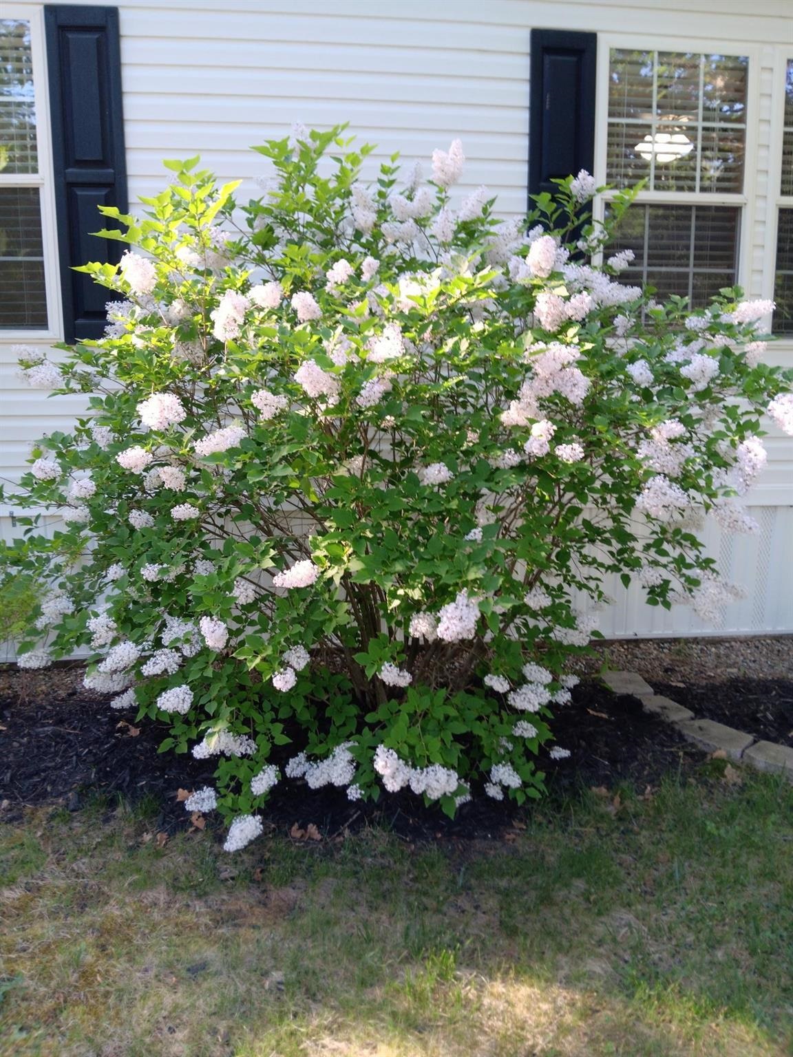 169 Eagle Drive Rochester, NH 03868 - Photo 44 of 45