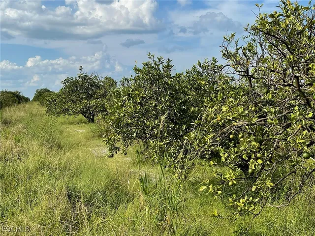 a view of a bunch of trees and bushes