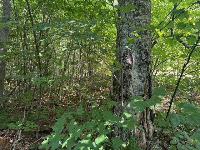 639 Horace Way Road Albany, VT 05820 - Photo 17 of 26 Gallery Image 17
