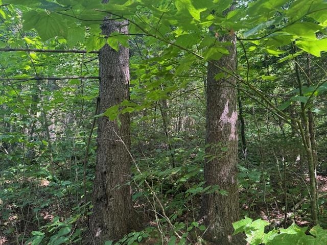 639 Horace Way Road Albany, VT 05820 - Photo 25 of 26 Gallery Image 25