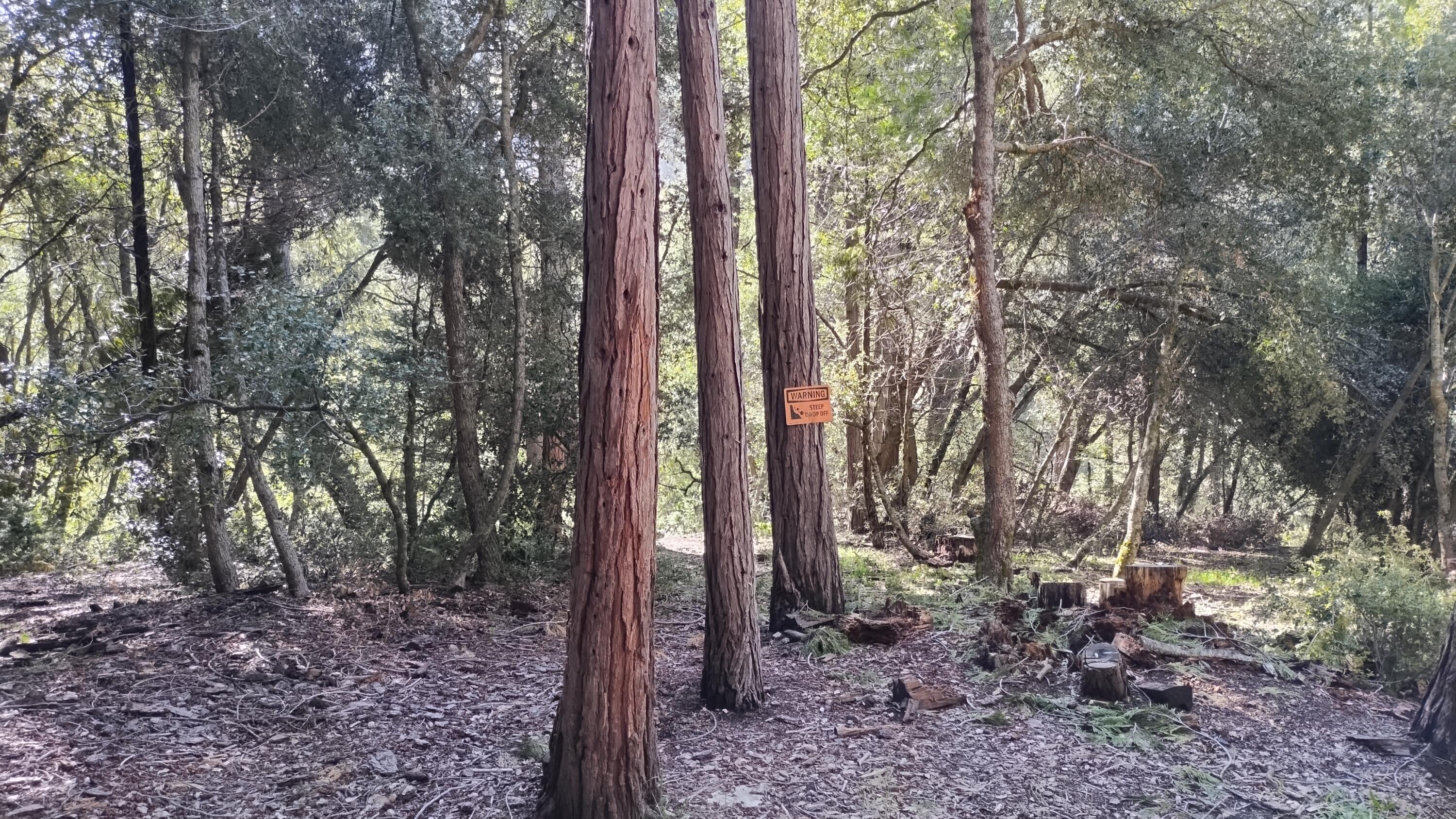 1693 Forest Rte 21S94 Camp Nelson, CA 93265 - Photo 66 of 86 a view of a forest