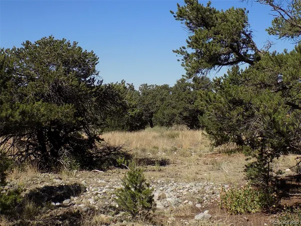 a view of a dry yard