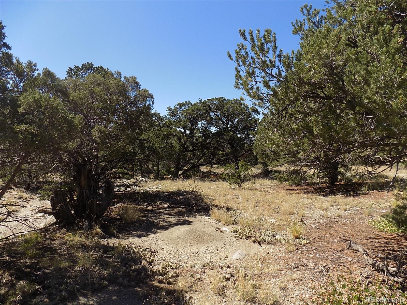 Little Bear Road Mosca, CO 81146 - Photo 3 of 22 a view of a yard with a tree