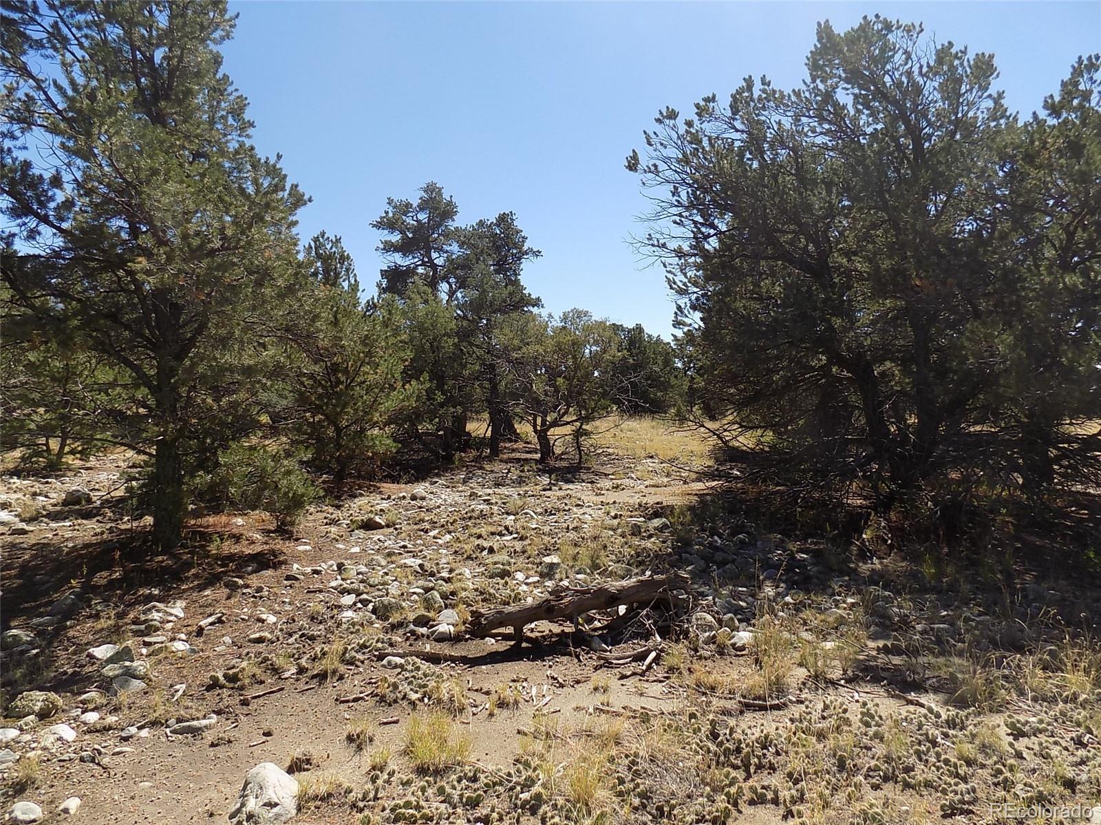 Little Bear Road Mosca, CO 81146 - Photo 4 of 22 a view of a forest with trees
