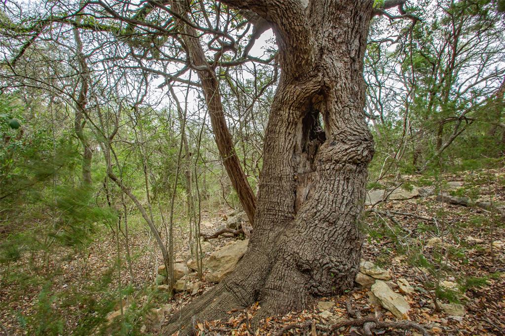 250 Mail Rte Road Fischer, TX 78623 - Photo 15 of 29 a view of a forest
