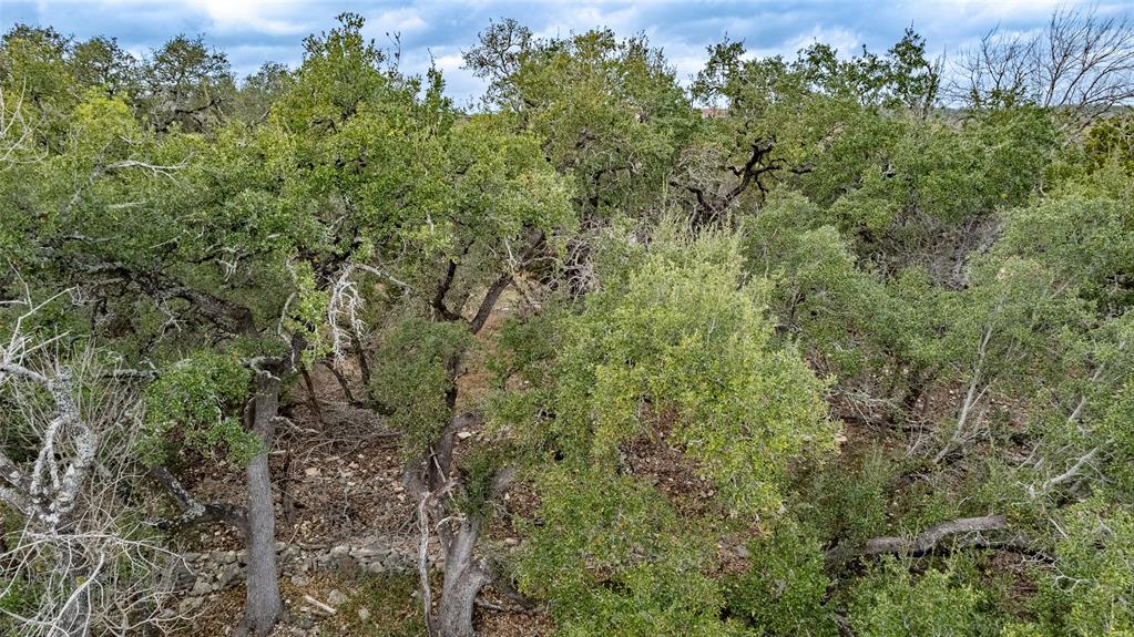 250 Mail Rte Road Fischer, TX 78623 - Photo 19 of 29 a view of a forest with plants and trees