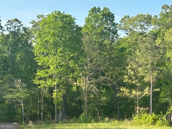 a view of a forest with a tree in the background