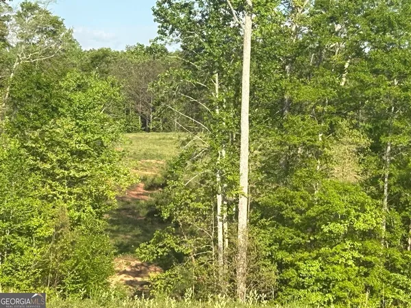 a view of a forest from a tree