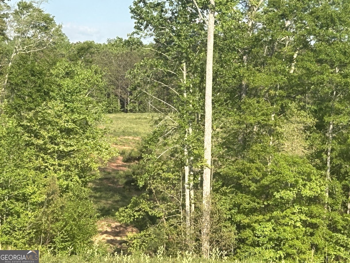 0 Needmore Road, Unit 345 37 ACRES) Roopville, GA 30170 - Photo 17 of 39 a view of a forest from a tree