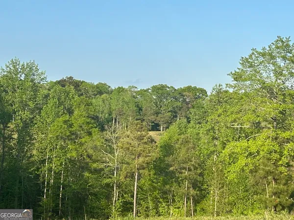 a view of a lush green forest with lots of trees