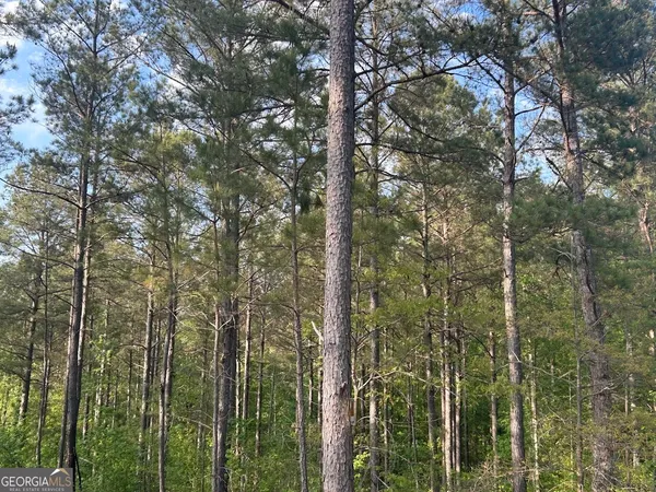a view of a forest that has a tree