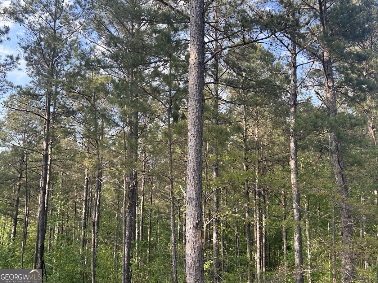 0 Needmore Road, Unit 345 37 ACRES) Roopville, GA 30170 - Photo 5 of 39 a view of a forest that has a tree
