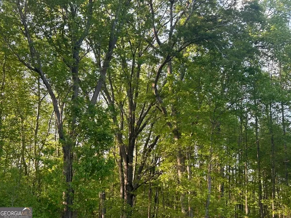 a view of a lush green forest