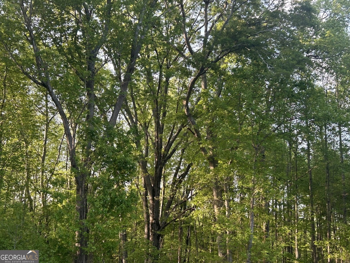 0 Needmore Road, Unit 345 37 ACRES) Roopville, GA 30170 - Photo 6 of 39 a view of a lush green forest
