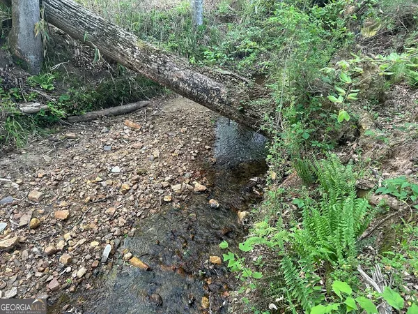 a view of a forest with a tree