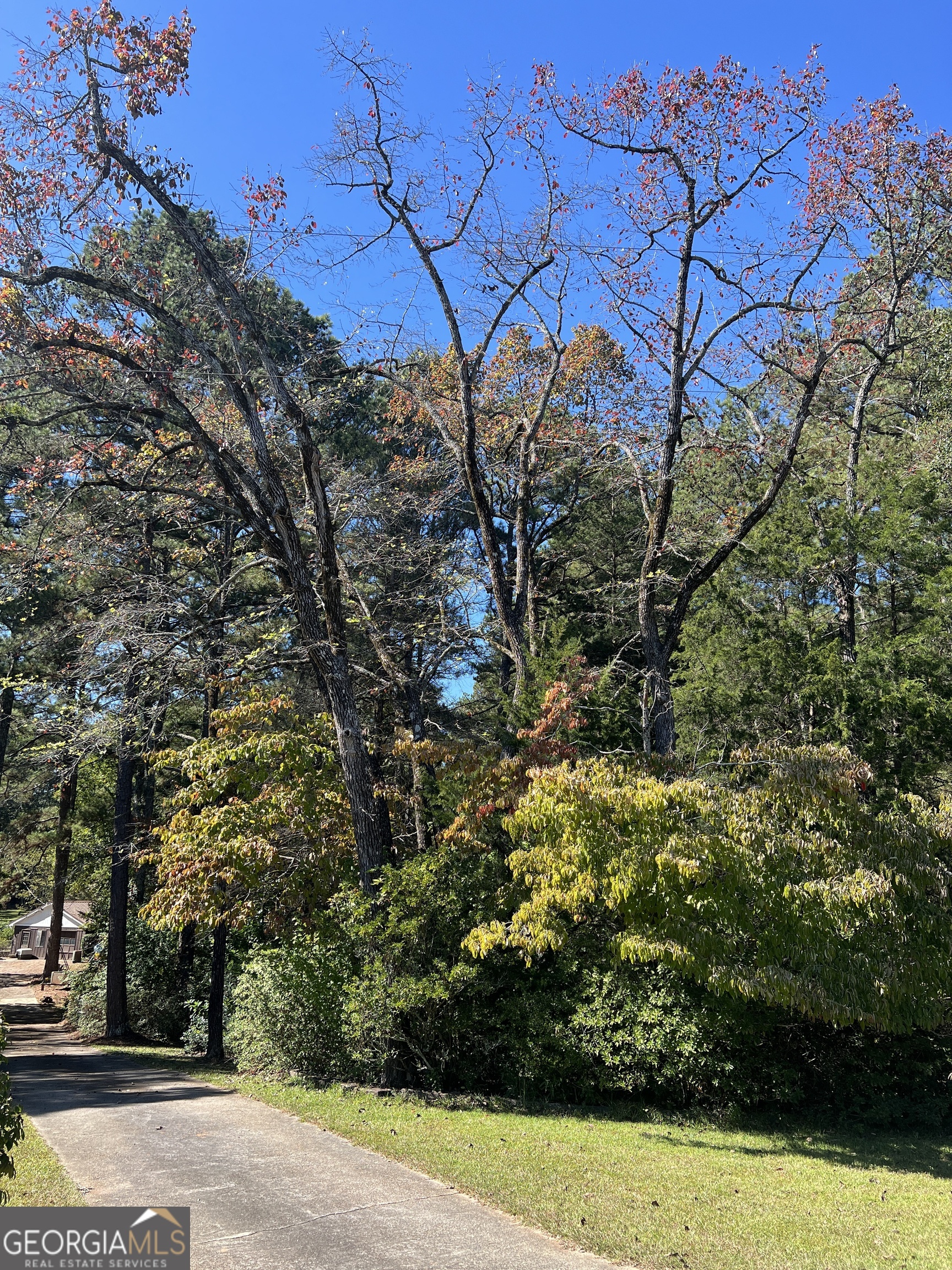 1500 Pine Forest Road Mansfield, GA 30055 - Photo 24 of 47 a view of a yard with plants and large trees
