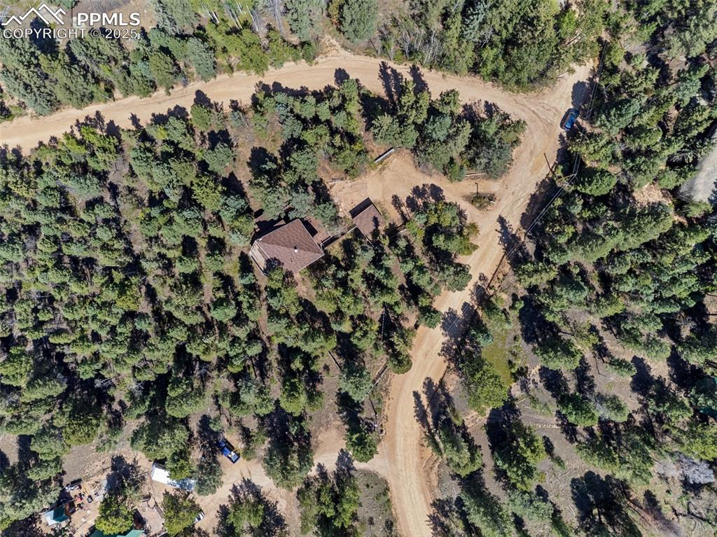 57 Granite Road Florissant, CO 80816 - Photo 43 of 46 a view of a tree in a forest