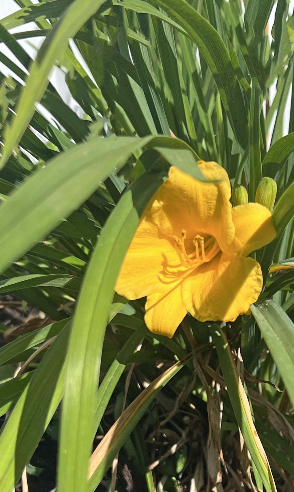 1135 Ralph Bell Road Summerton, SC 29148 - Photo 19 of 36 Landscaping