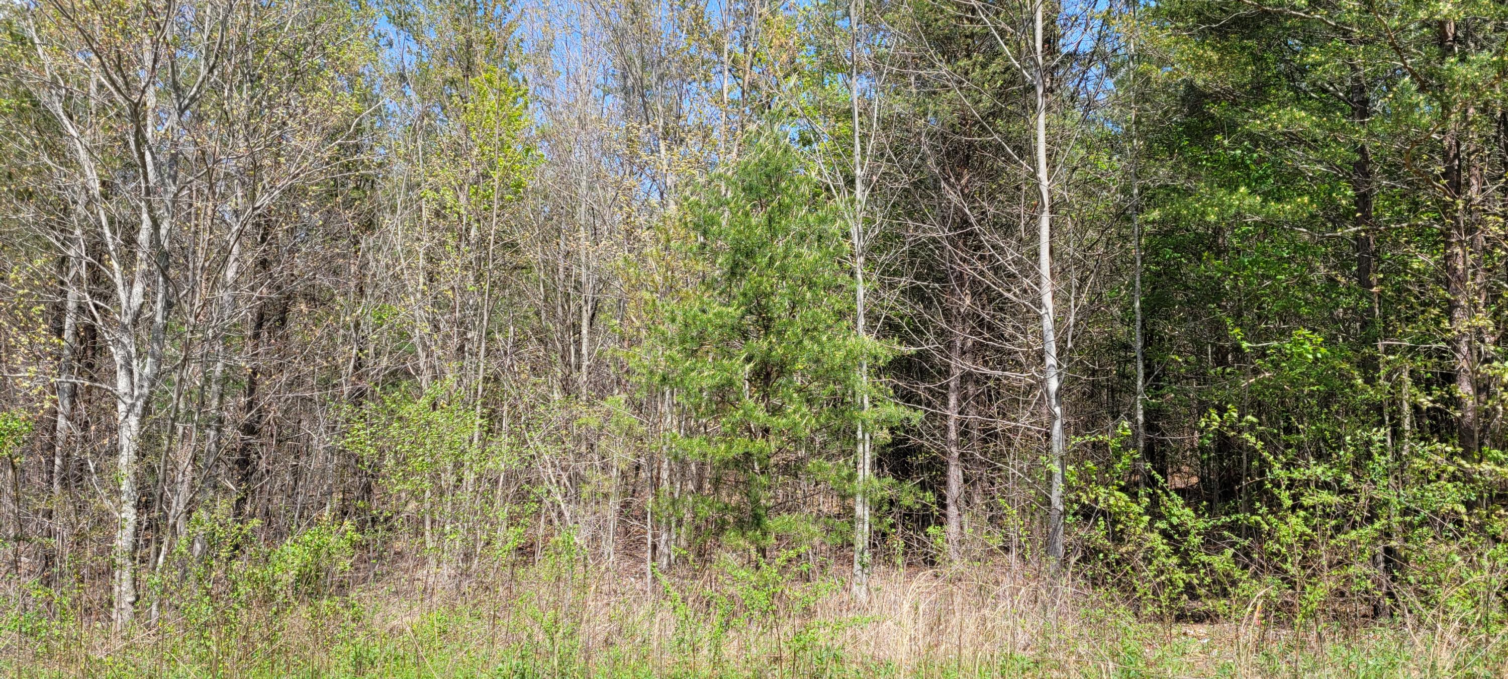 Smithfield Road Road Tellico Plains, TN 37385 - Photo 1 of 1 Smithfield Road