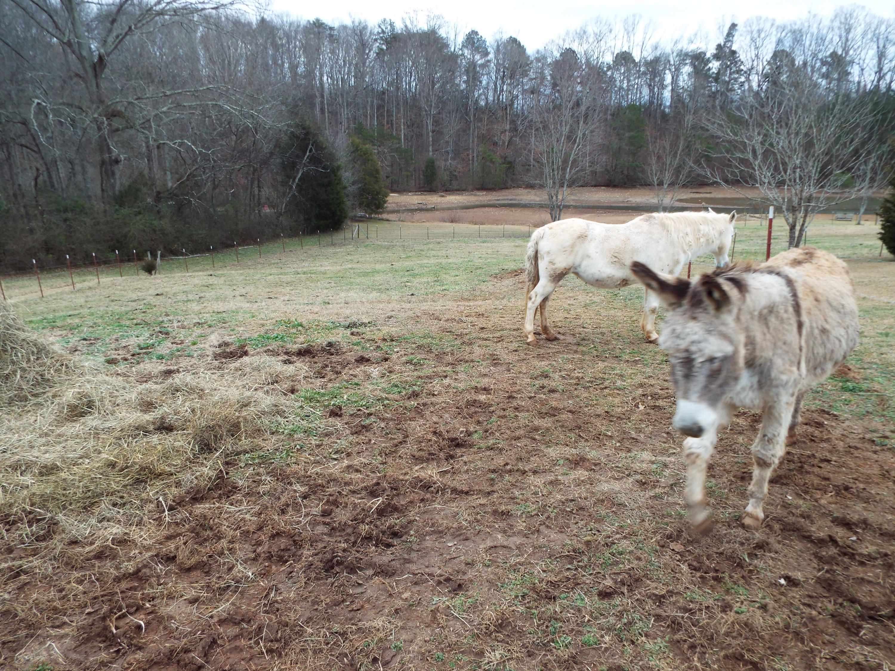 1694 Peterson Road Greenback, TN 37742 - Photo 14 of 14 DSCF1021