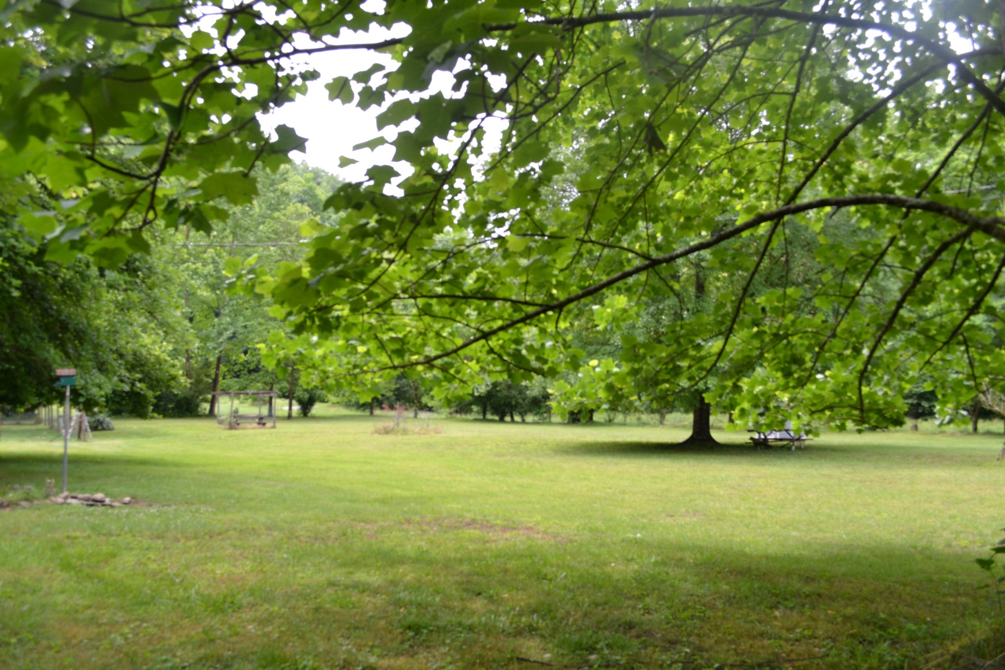 1505 Add Stafford Road Hilham, TN 38568 - Photo 43 of 65 a view of a yard with a tree